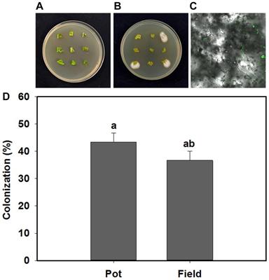 Endophytic Beauveria bassiana promotes plant biomass growth and suppresses pathogen damage by directional recruitment